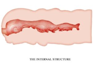 CRAZY BULL - ISABEL MASTURBADOR VAGINA 13.5 CM - Imagen 4